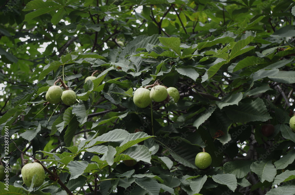 fruit of horse chestnut fruit of horse chestnut