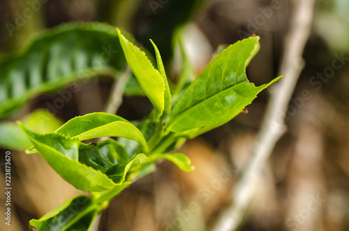 Wallpaper Mural beautiful in nature, closeup image of green tea bud and leaves at Cameron Highland, Malaysia Torontodigital.ca