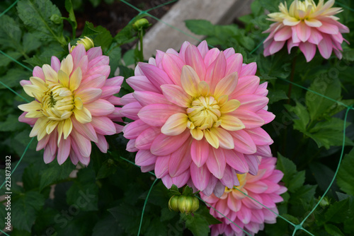 Fototapeta Naklejka Na Ścianę i Meble -  Dahlia rose