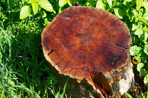 Slika na platnu wet mahogany stump