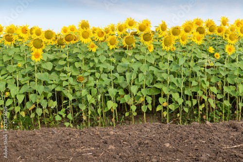 Fototapeta Naklejka Na Ścianę i Meble -  Sunflower Field