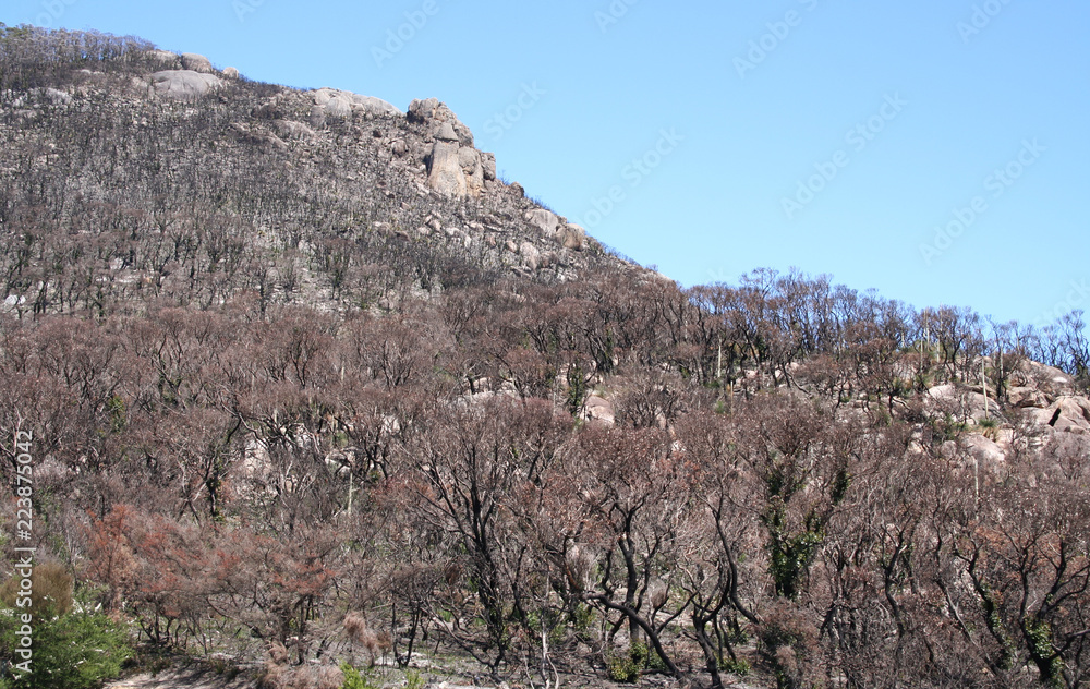 regrowth after fire, wilsons promontory national park regrowth after fire, wilsons promontory national park