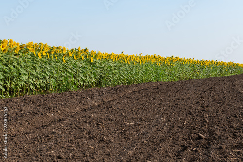 Fototapeta Naklejka Na Ścianę i Meble -  Sunflower Field
