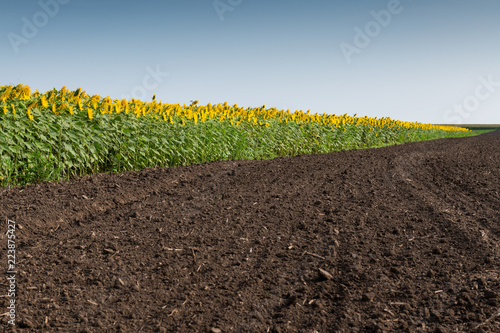 Fototapeta Naklejka Na Ścianę i Meble -  Edge of Sunflowers Field