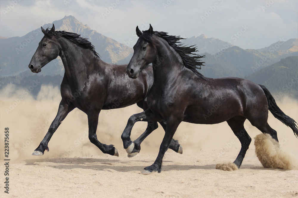 two black Frisian horses run at a gallop two black Frisian horses run at a gallop