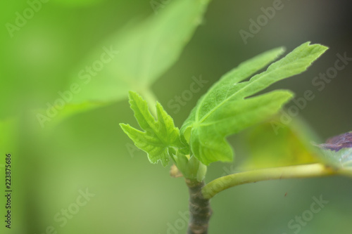 closeup green leaf background