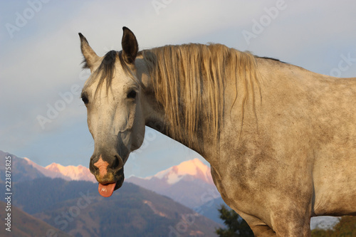 Horse shows tongue at sunset against the background of mountains © Olena