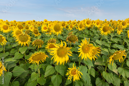 Fototapeta Naklejka Na Ścianę i Meble -  Sunflowers Field amd Blue Sky