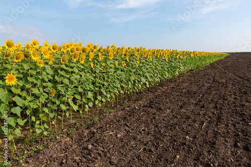 Fototapeta Naklejka Na Ścianę i Meble -  Edge of Sunflowers Field