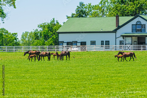 Horses on a horse farm
