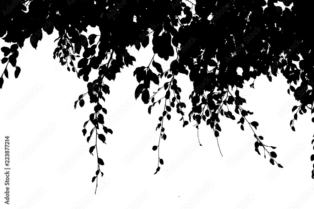 dark tone of leaf isolated on white background