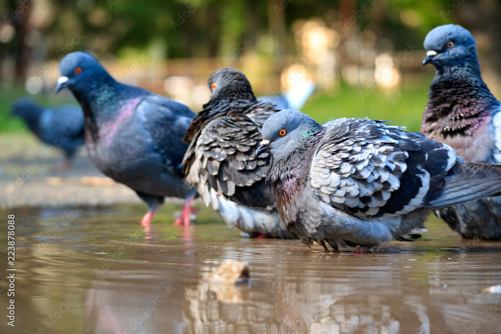 Fototapeta premium bathing birds pigeons early morning summer day