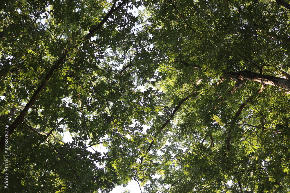 Fototapeta premium trees