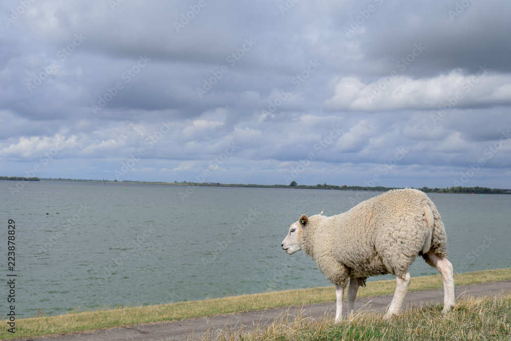 Obraz premium Sheep on Dutch dike