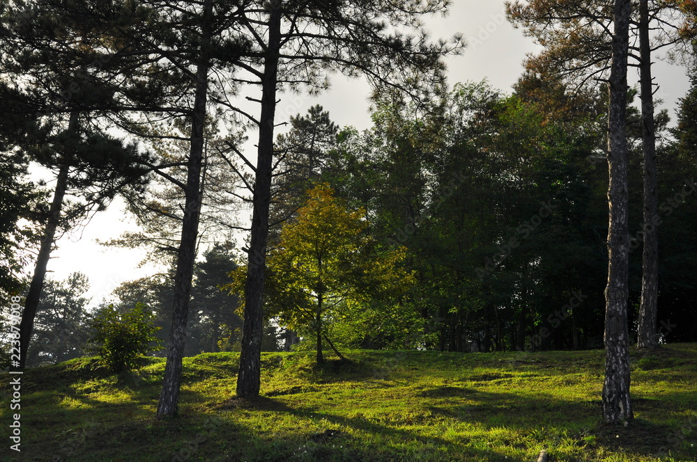 Fototapeta premium trees in the park