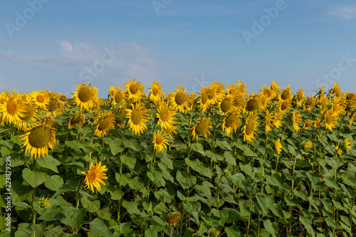 Fototapeta Naklejka Na Ścianę i Meble -  Sunflowers Field amd Blue Sky