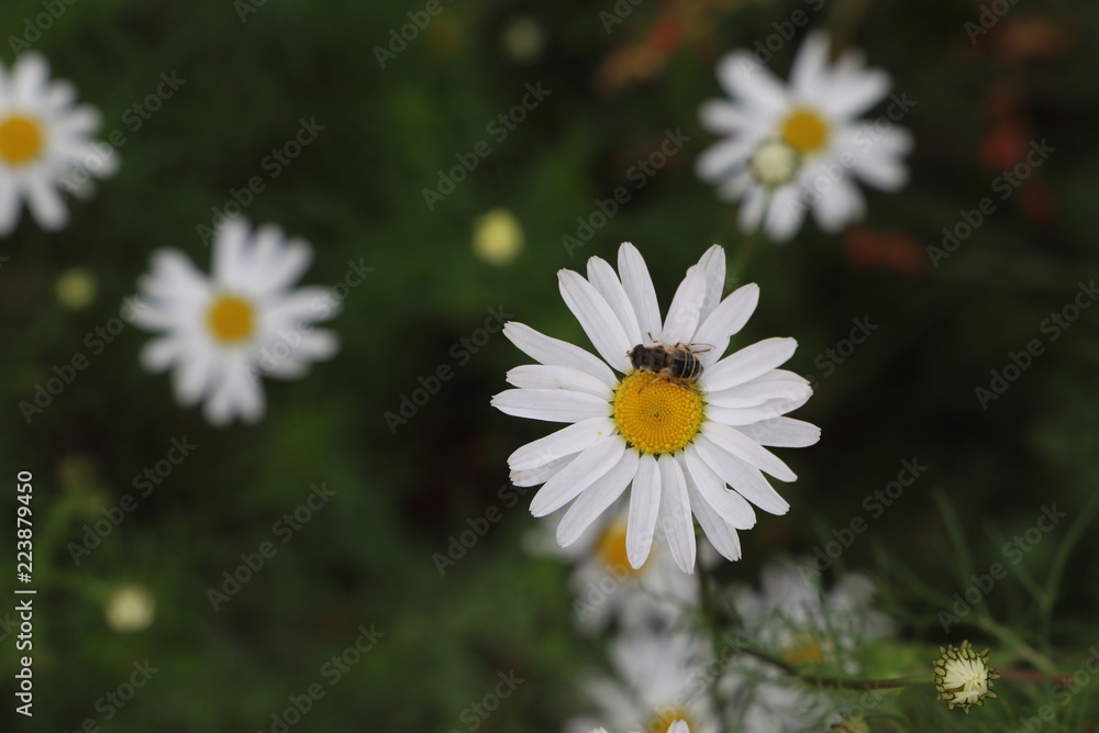 Chamomile field of flowers. Alternative medicine, Spring Daisies Flower. Nature scene with blooming medical wild chamomile. Natural blurry background. Chamomile field of flowers. Alternative medicine, Spring Daisies Flower. Nature scene with blooming medical wild chamomile. Natural blurry background.