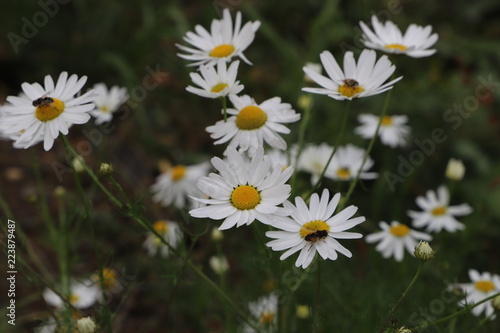 Chamomile field of flowers. Alternative medicine  Spring Daisies Flower. Nature scene with blooming medical wild chamomile. Natural blurry background.