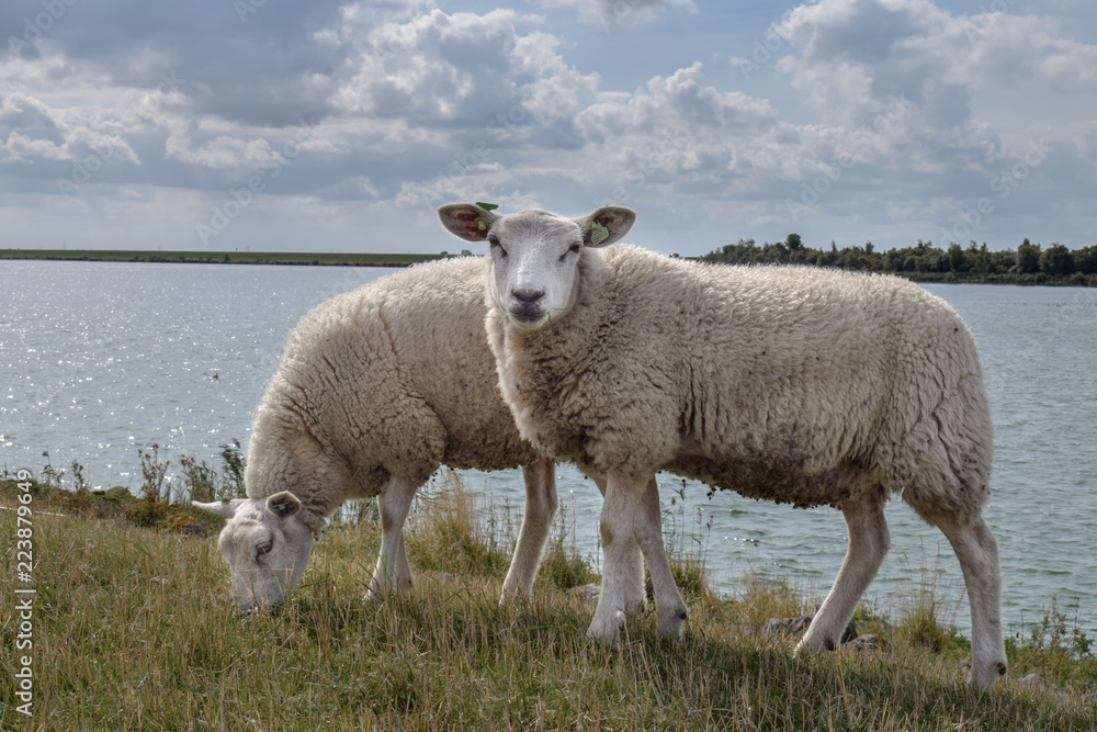 Fototapeta premium Sheep on Dutch dike