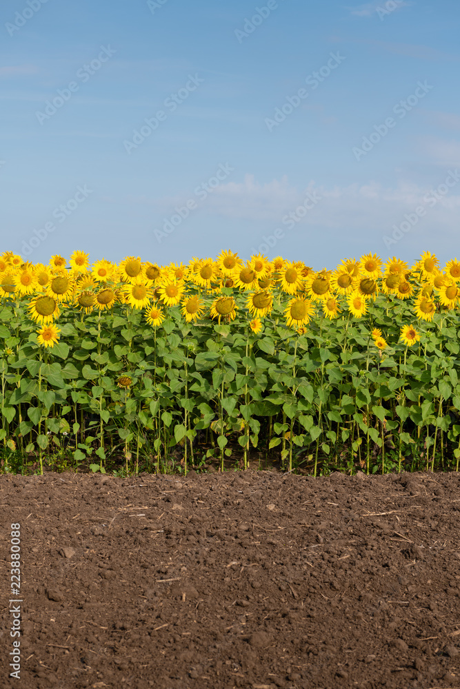 Fototapeta premium Edge of Sunflowers Field