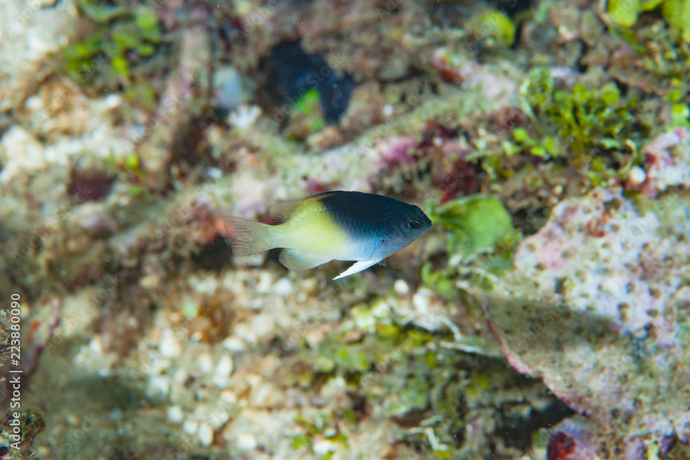 Blue-Head Damsel Chysiptera rollandi Blue-Head Damsel Chysiptera rollandi