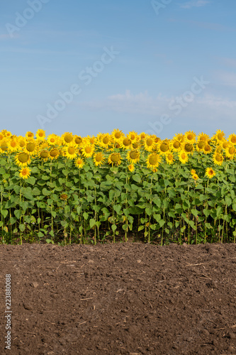 Fototapeta Naklejka Na Ścianę i Meble -  Edge of Sunflowers Field