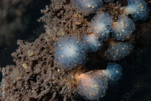 Pedunculate Ascidian Colony © Francesco