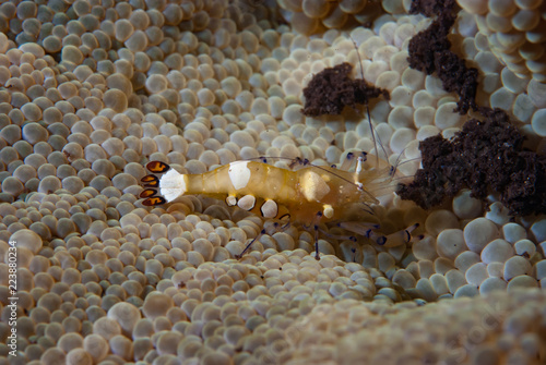 Commensal Shrimp Ancylocaris brevicarpalis photo