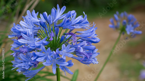 flor azul