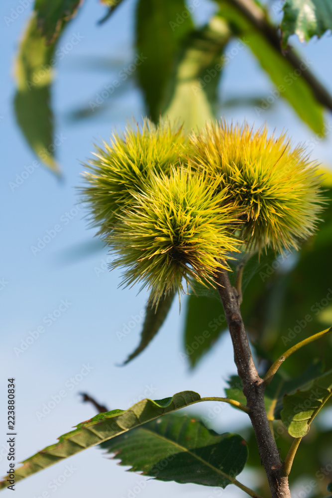 Close up view of chestnuts on a tree branch in summer or early autumn against blue sky in the garden. Hello autumn background. Close up view of chestnuts on a tree branch in summer or early autumn against blue sky in the garden. Hello autumn background.