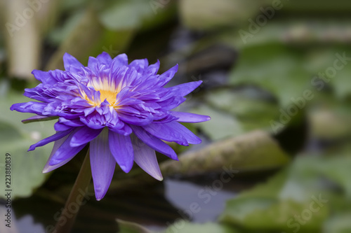 close up picture of violet lotus in the pond