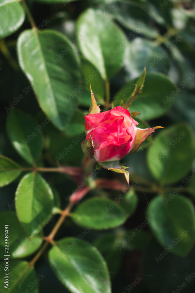 close up view of a red or pink rose with spiderweb threads in garden in sunlight. Natural floral background. close up view of a red or pink rose with spiderweb threads in garden in sunlight. Natural floral background.