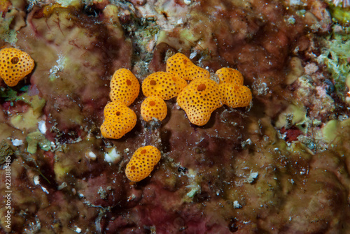 Colonial Orange Ascidians