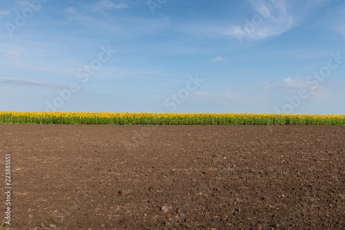 Fototapeta Naklejka Na Ścianę i Meble -  Edge of Sunflowers Field