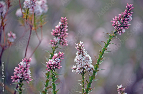 Photography Australian native Pink Swamp heath wildflowers, Sprengelia incarnata, family Eri