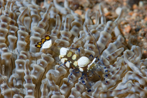 Commensal Shrimp Ancylocaris brevicarpalis photo