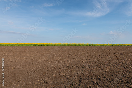 Fototapeta Naklejka Na Ścianę i Meble -  Edge of Sunflowers Field
