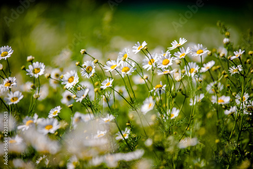 Fototapeta Naklejka Na Ścianę i Meble -  White daisies swaying in the wind 