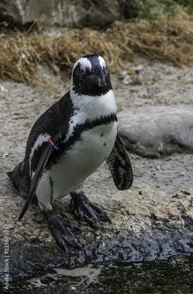 Fototapeta premium penguin