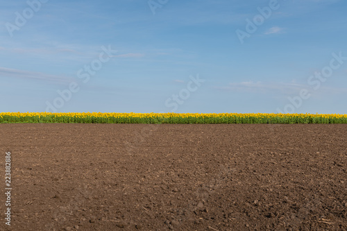 Fototapeta Naklejka Na Ścianę i Meble -  Edge of Sunflowers Field