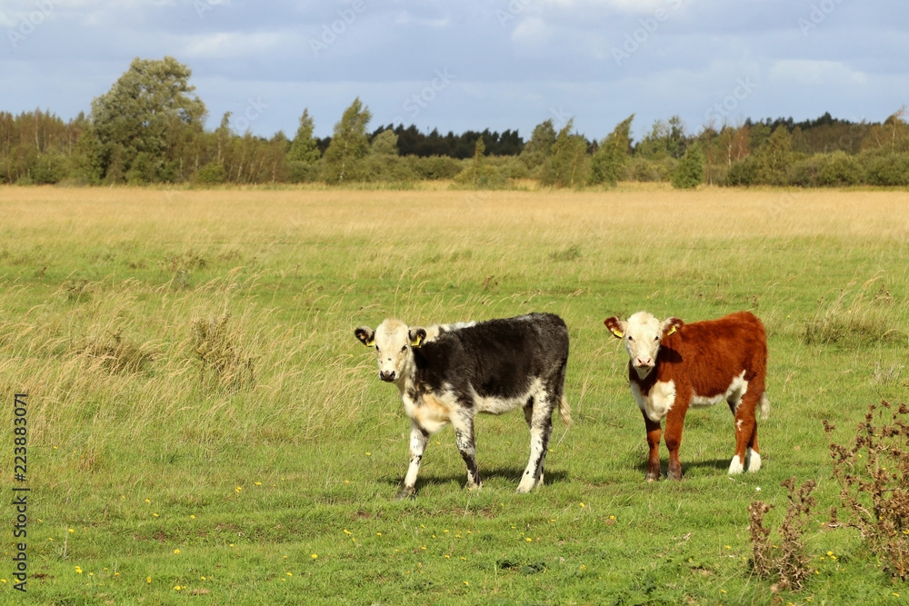 Grazing hereford cattle. Two calf. Amager, Copenhagen, Denmark, Scandinavia.