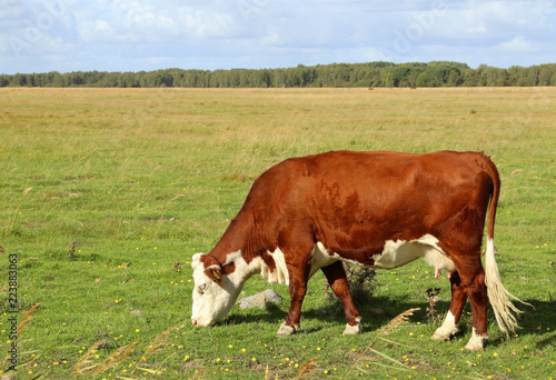 Grazing hereford cattle. Amager, Copenhagen, Denmark, Scandinavia.
