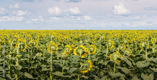 Fototapeta Naklejka Na Ścianę i Meble -  Backside of Sunflowers Field