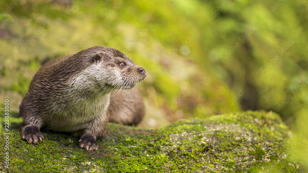 Close up Cute otter Lutra lutra on the great stone with brown wet fur looking at something. Wildlife picture of wild endangered animal in nature habitat. Close up Cute otter Lutra lutra on the great stone with brown wet fur looking at something. Wildlife picture of wild endangered animal in nature habitat.