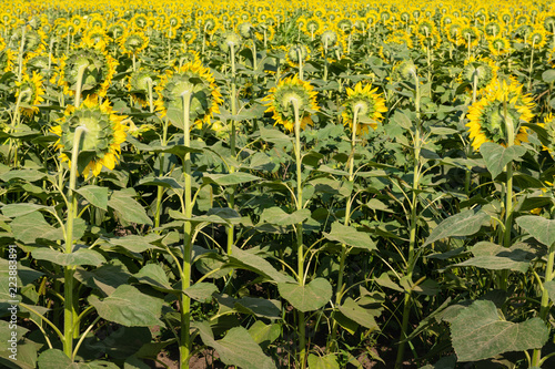 Fototapeta Naklejka Na Ścianę i Meble -  Backside of Sunflowers Field
