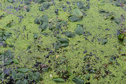 Duckweed and water plants in the pond