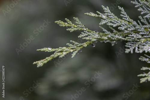 a wet twig of coniferous bushes with drops in the morning after rain © Vladimira