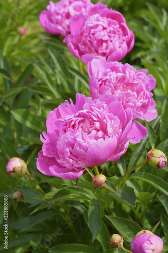 Wallpaper Mural Pink-lilac peony in garden as postcard. Pink peonies from one bush. Selective focus. Torontodigital.ca
