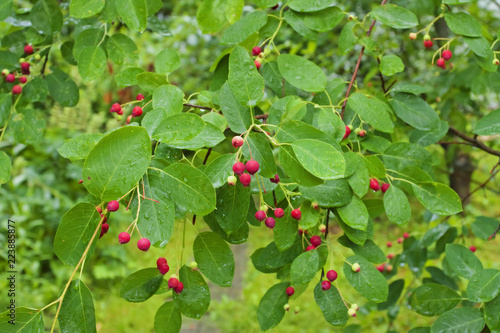 Branches of tree Serviceberry (Amelanchier canadensis) with ripe berries after rain. Also known as shadwood, Canadian serviceberry, currant-tree.  photo