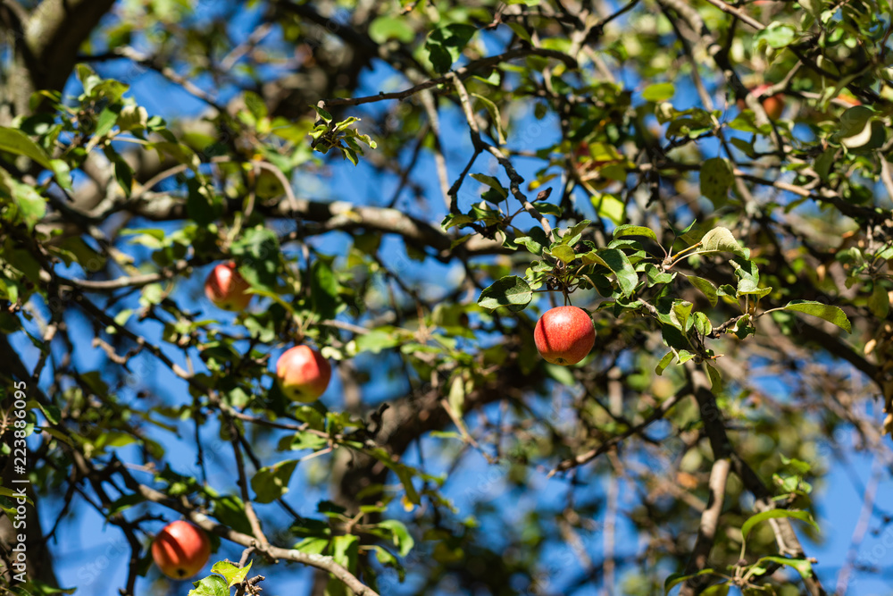 Apples on the branches of an apple tree. Autumn crop